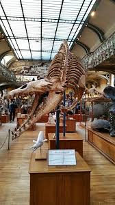 Paolo Viscardi On Avec Images Fossiles Animaux Prehistoriques Prehistorique