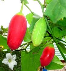 Image result for Coccinia grandis