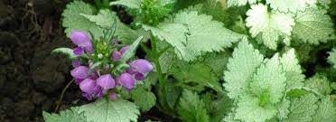 The reality is that this hardy opportunist, if left unchecked. Spotted Dead Nettle Lamium Maculatum Ghost