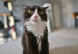 Comment Dissuader Un Chat D Uriner Partout Remedes Naturels Pour Animaux Urine De Chat Chats Et Chatons Chats Droles