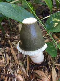 We did not find results for: A Fungus Among Us