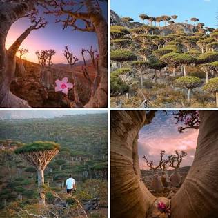Socotra – Yemen's Remote Island of Dragon Trees and Endemic Life