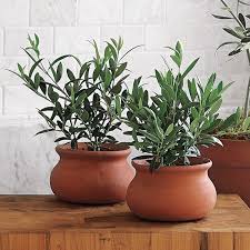 Olive Tree In Terracotta Pot Plants Indoor Plants Trendy Plants