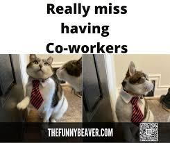 Pin On Funny Animals