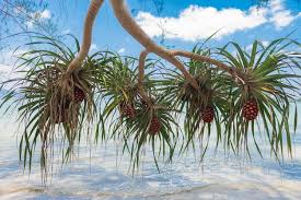 Image result for Pandanus odoratissimus