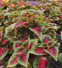 Image result for Congolanthus