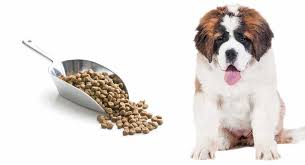 Check spelling or type a new query. Feeding A St Bernard Puppy The Right Diet For A Giant Breed