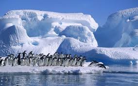 ❤ get the best penguin wallpaper on wallpaperset. Iceberg Sea Birds Penguins Hd Wallpapers Desktop And Mobile Images Photos