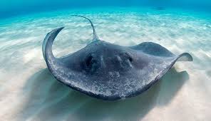 Image result for Stingray