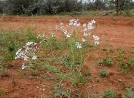 Image result for Afrosolen coeruleus