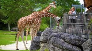 Maybe you would like to learn more about one of these? Perlu Diketahui 10 Hal Penting Yang Tidak Boleh Dilakukan Saat Kunjungi Kebun Binatang Tribun Travel