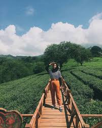 Kebun teh rancabali di ciwedey, bandung. 8 Kebun Teh Instagramable Ini Ternyata Ada Di Indonesia Lho Pt Perkebunan Nusantara Xii
