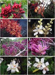 Image result for Schotia brachypetala