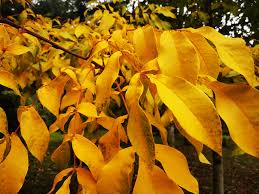 Image result for Toona