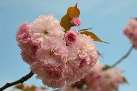 Maybe you would like to learn more about one of these? Types Of Ornamental Cherry Trees Hgtv
