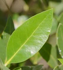 Image result for Avicennia marina