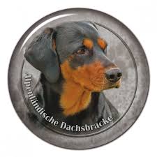 Image result for alpský brakýř jezevčíkovitý