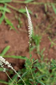 Image result for Hermbstaedtia odorata