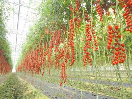 Image result for tomato Datterino