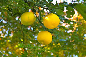 Yuzu Wikipedia Citrus Trees Liqueurs Recipes Citrus