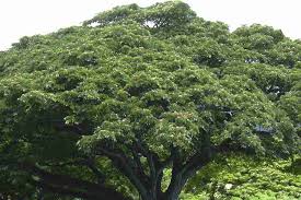 Image result for Samanea saman