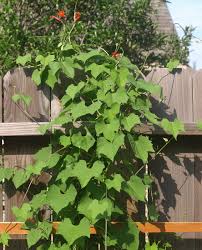 Image result for Ipomoea hederifolia