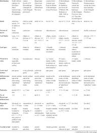 Image result for Memecylon torrei