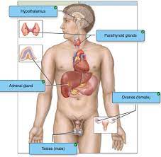 Endocrine Lecture Flashcards Quizlet