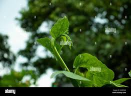 Image result for Basellaceae