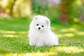 166 видео 229 просмотров обновлен 8 февр. Teacup Dogs For Tiny Canine Lovers