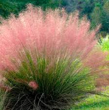 Tall, purplish pink inflorescences appear at the crown and. Plant Id Flashcards Quizlet