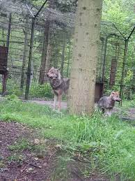Hotel in soest (1,3 km van dierenpark amersfoort) duynparc soest ligt in soest, op 7 km van paleis soestdijk, en biedt accommodatie met een restaurant, gratis privéparkeergelegenheid, een seizoensgebonden buitenzwembad en een tuin. Wolf Uitgebroken In Dierenpark Amersfoort Amersfoort Ad Nl