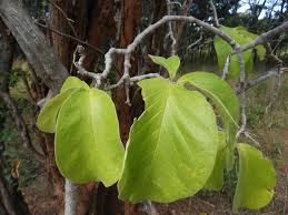 Image result for Strophanthus eminii
