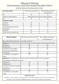 Number Of Chromosomes And Chromatids In Each Stage Of Mitosis And Meiosis Mitosis Meiosis Biology Worksheet
