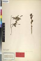Image result for Acalypha caperonioides