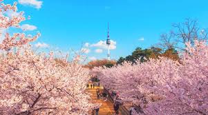 Another common understanding seems to be that the cherry blossom festivals were instated under south korea's japanese colonial rule. Quick Guide On Where To See Cherry Blossoms In South Korea