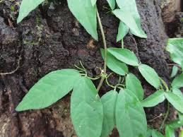 Image result for Dolichandra unguis-cati