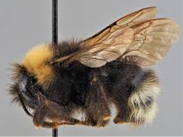 Image result for Bombus sylvestris