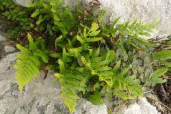 Image result for Asplenium linckii