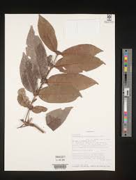 Image result for Polysphaeria dischistocalyx