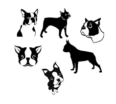 Black And White Boston Terrier Pictures Pin On Svg Files