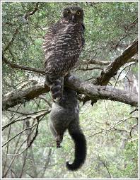 A great horned owl can close its feet with 500 psi (pounds per square inch). The Habitat Advocate Blog Archive Australia S Owls Death From A Thousand Fires The Habitat Advocate