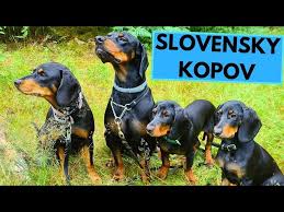 Image result for slovenský kopov