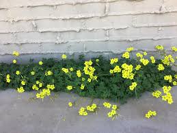 From feeding to trimming the branches for optimal. These Little Clovers And Yellow Flowers Grow In My Front Yard Every Spring They Ve Been Growing Every Year Since We Ve Moved In And My Mom Doesn T Know What They Are Any Ideas