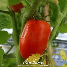 Image result for tomato San Marzano