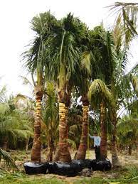 Florida Palm Trees Florida Southern Florida Palm Trees Drought Tolerant Fl Palms Realpalmtrees Com Buy Florida Palm Trees Coconut Palm Tree Florida Southern