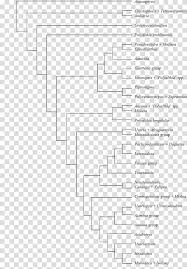 Image result for Polyceratocarpus