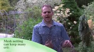 Try placing some hair clippings (simply brush your pet and remove the hair from the brush) and place it around the newly planted bulbs. Keeping Chipmunks Out Of Your Garden Youtube