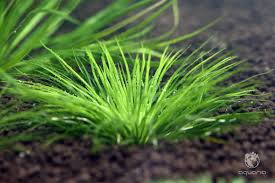 Image result for Eriocaulon