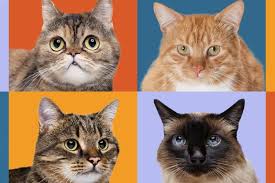 ‪10 Cat Breeds That Make Great Indoor Companions | Long Island Veterinarians‬‏